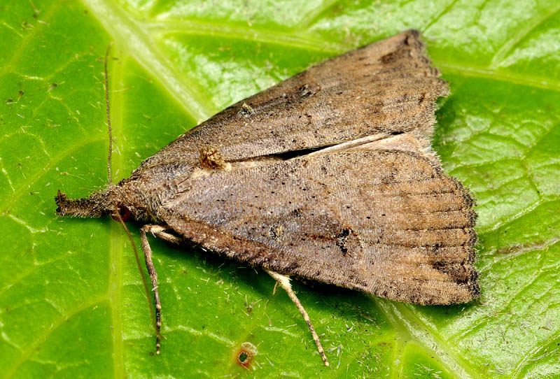 Micro riparate in casa